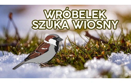 Wróbelek szuka wiosny